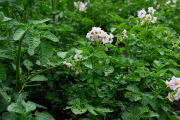 Potato field with blooming flowers and leaves, close-up