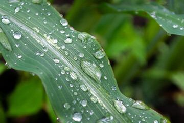 Water droplets on the leaves of a corn plant after rain.