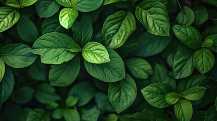 Green leaves background