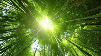 Looking up at exotic lush green bamboo tree canopy