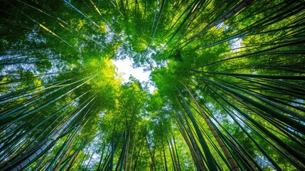 Fototapeta premium Low angle view of trees growing in bamboo grove