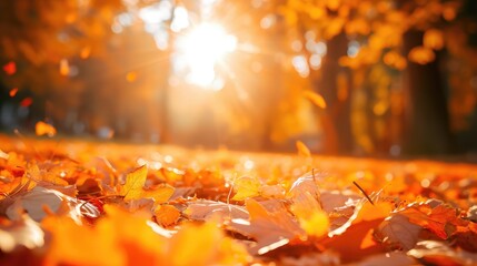 Naklejka na ściany i meble orange fall leaves in park, sunny autumn natural background