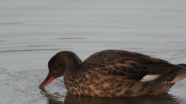 A female gadwall (Mareca strepera) swimming in shallow water.