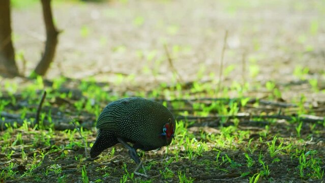 A Helmeted Guineafowl (Numida meleagris) picking insects from grass.