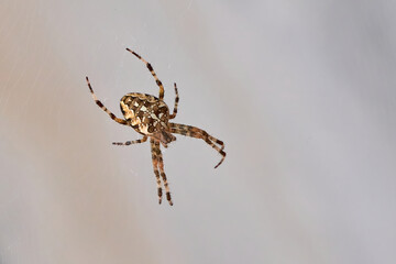 European garden spider on the web (Araneus diadematus).