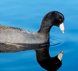 American Coot with reflection