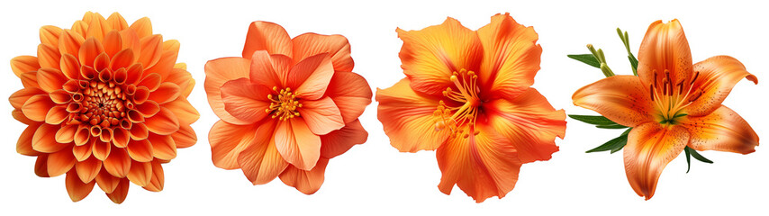 Various of orange flower. Spring flowers on transparent background, set. High quality photo. Chrysanthemum, lily. Design element - Powered by Adobe