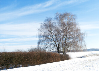 tree with hedge in winter landscape