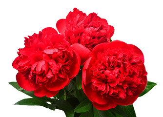 Red peony bouquet flower isolated on white background. Floral pattern, object. Flat lay, top view
