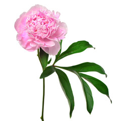 Pink peony flower isolated on white background. Floral pattern, object. Flat lay, top view