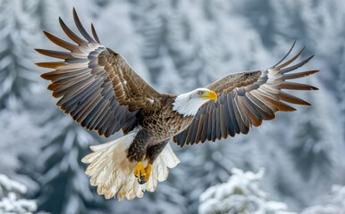 A majestic bald eagle soars through the wintry sky, its powerful wings outstretched as it surveys the vast wilderness below with a fierce and regal gaze