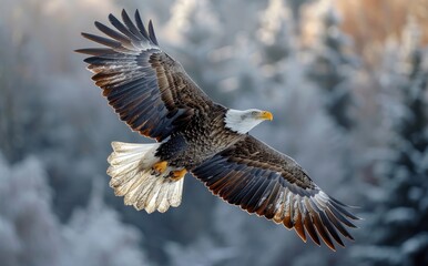 Obraz premium The majestic bald eagle soars through the wintry sky, its powerful wings and sharp beak a symbol of freedom and strength in the wild