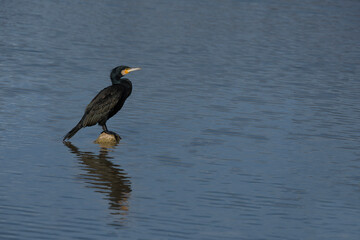 Wild birds under human protection and care
