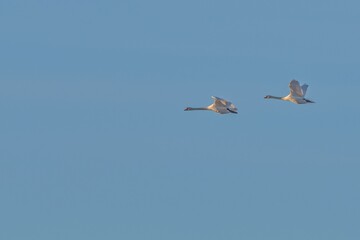 Two flying swans against the sky.