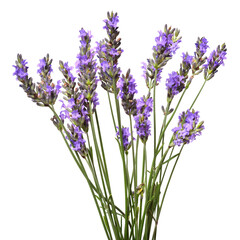 Naklejka premium Bunch of lavender flowers isolated on a white background. Medical herbs. Floral bouquet, pattern, object. Flat lay, top view
