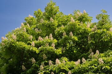 Blooming chestnut tree against the blue sky.