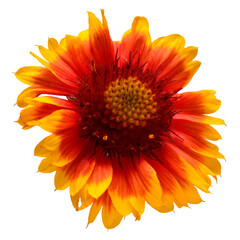 One gaillardia yellow-red flower isolated on white background. Beautiful composition for advertising and packaging design in the garden business. Flat lay, top view