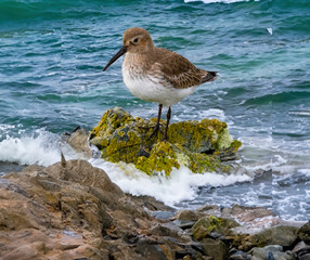 Dunlin on rocks