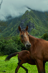 Obraz premium Horses by the mountains