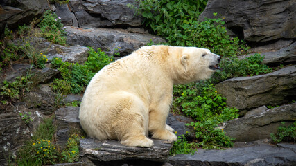 Views of a polar bear in a green mountain environment