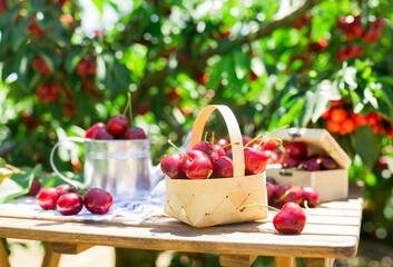 Still life of cherries on table in garden