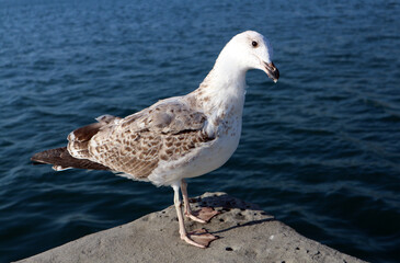 Shot of a seagull looking into the camera 