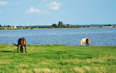 great horses on a huge pasture by a great lake in the sunshine