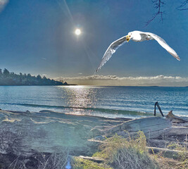 Seagull with clam