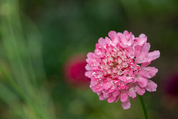 Obraz premium Close up of a pink pincushion flower in bloom
