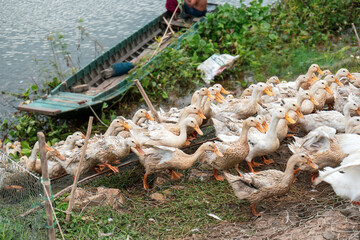 A flock of ducks hurriedly home after long day hanging around grazing food. This is a common activity in rural areas in Mekong delta, Southern Vietnam. The ducks are led through streets, lakes, ponds