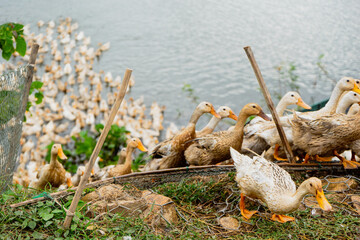 A flock of ducks hurriedly home after long day hanging around grazing food. This is a common...