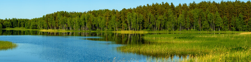 summer landscape. beautiful panoramic widescreen view of a large lake with a green coastal forest with lush foliage and reeds under a clear blue sky
