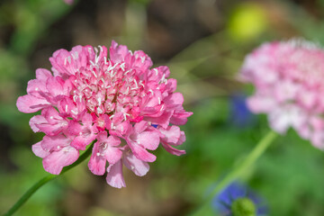 Close up of a pink pincushion flower in bloom