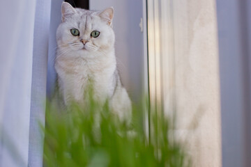 Close-up of a white cat and green grass by the window inside