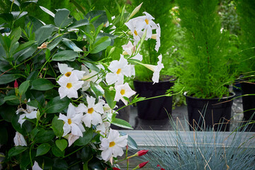 White Mandevilla flower in a greenhouse (Rocktrumpet)