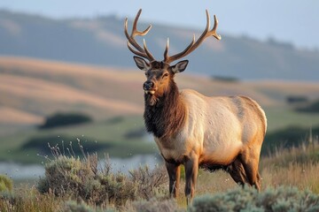 A majestic elk with impressive antlers stands tall in a peaceful field, surrounded by vibrant green grass and towering mountains, embodying the beauty and power of the wild