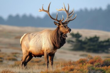 A majestic elk, adorned with impressive antlers, stands proudly in a lush field surrounded by the rugged beauty of the mountains