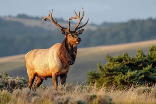 Amidst a lush green field, a majestic elk stands tall with its grand antlers, embodying the untamed beauty of nature's wild creatures