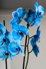 Foto auf Leinwand blue orchid details © Elif Gökçe