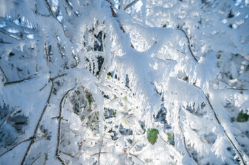 Branches covered in frost, beautiful in nature