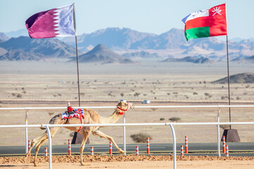 Camel racing for the king's cup with Oman and Qatar flag in the background, Al Ula, Saudi Arabia