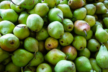 Fresh green pears in wooden box, big harvest