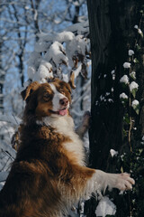 Dog in a snowy forest. Pet in the winter nature. Brown australian shepherd put its paws on tree. Aussie red tricolor walks outside and poses.