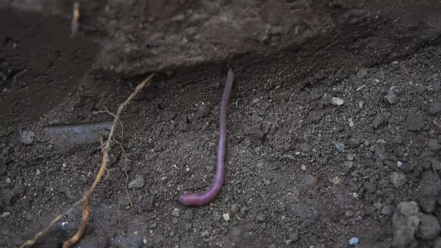 close up of an earth worm on the ground