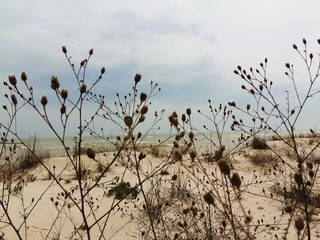 Sandy beach of the Azov Sea overgrown with burdock grass