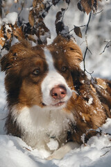 Dog in a snowy forest. Pet in the winter nature. Brown Australian shepherd portrait. Aussie red tricolor lies outside and poses basking in the sun.