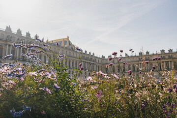The beautiful wildflowers in Versailles