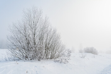 Branches of a tree or shrub are covered with frost. Winter landscape on a frosty day with thick fog and snowfall
