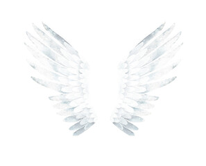 Watercolor illustration of White Swan Wings. Isolated on a white background