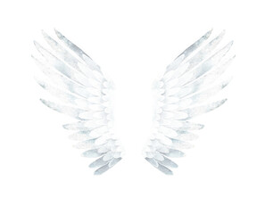 Obraz premium Watercolor illustration of White Swan Wings. Isolated on a transparent background